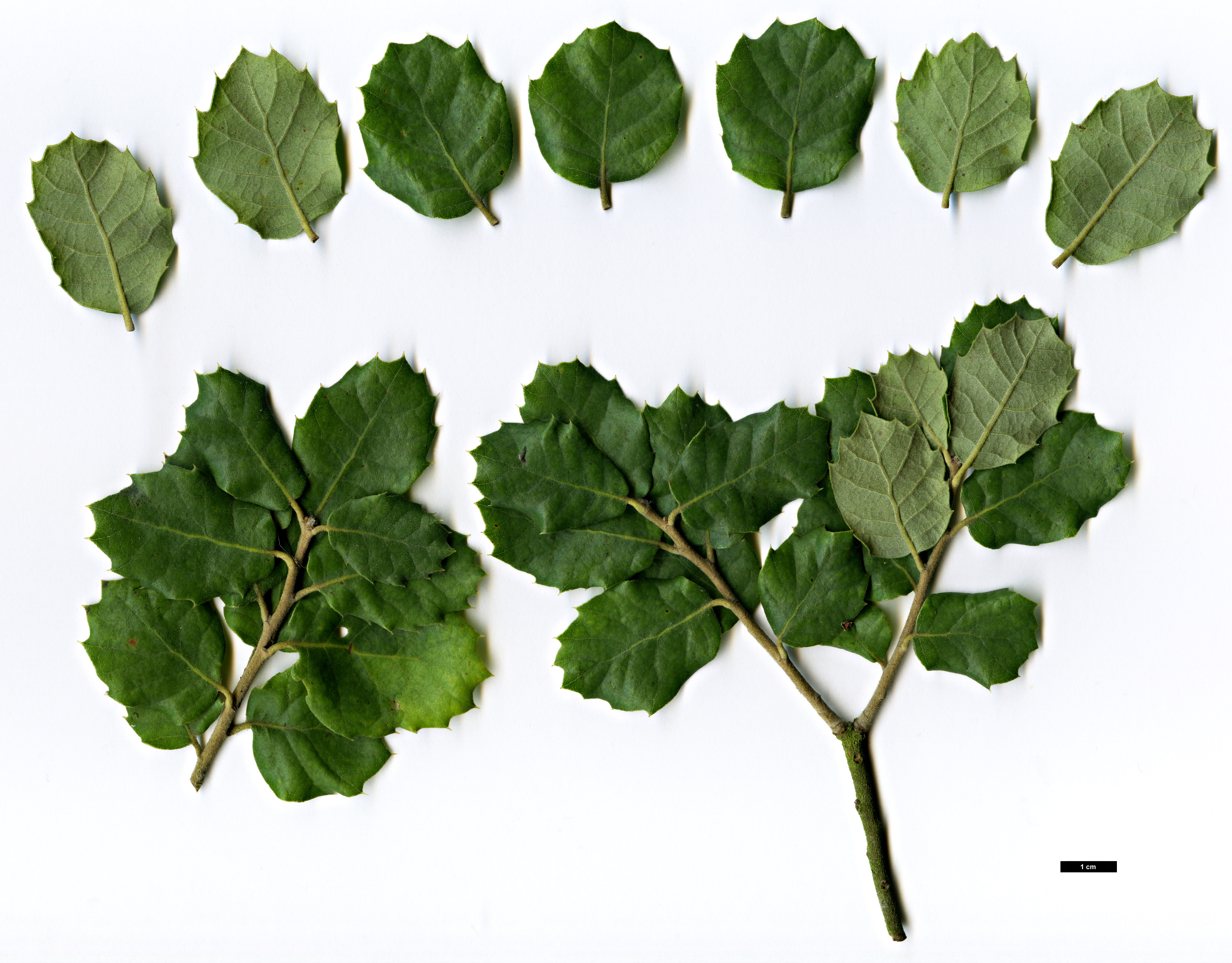 High resolution image: Family: Fagaceae - Genus: Quercus - Taxon: ×mixta (Q.rotundifolia × Q.suber)